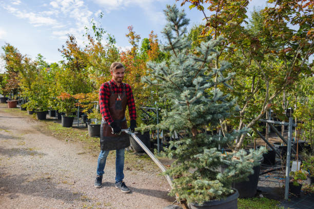 Best Root Management and Removal  in Birchwood Lakes, PA